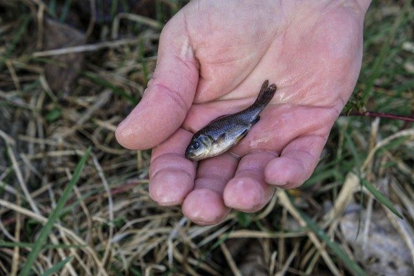 anglerbund-waging-kleinfischbesatz